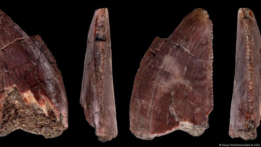 El diente del Abelisaurio encontrado en 1989, en Chile.