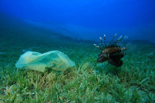 La misteriosa desaparición del plástico en los océanos del mundo intriga a los científicos-0