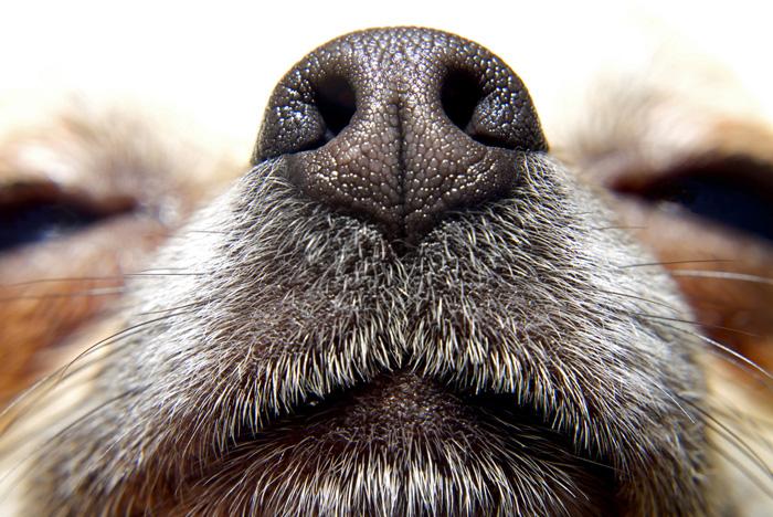 Los perros son capaces de oler el cáncer, según el Servicio Nacional de Salud del Reino Unido-0